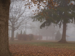 Foggy Park