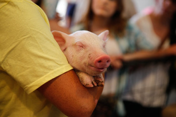 Baby pig at the Minnesota State Fair © StockVizions