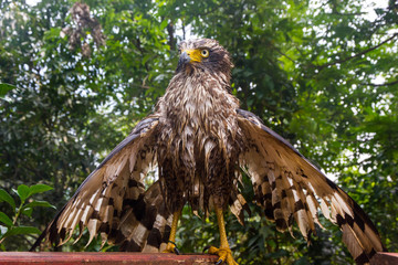The wet hawk is spreading its wings sunbathe
