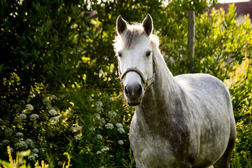 Portrait of gray pony in summer