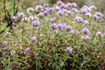 pink Ziziphora wild flowers steppe