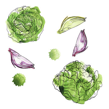 Set of fresh vegetables: onion slices and cabbage on white background with green backdrops. Hand drawn watercolor and ink illustration.