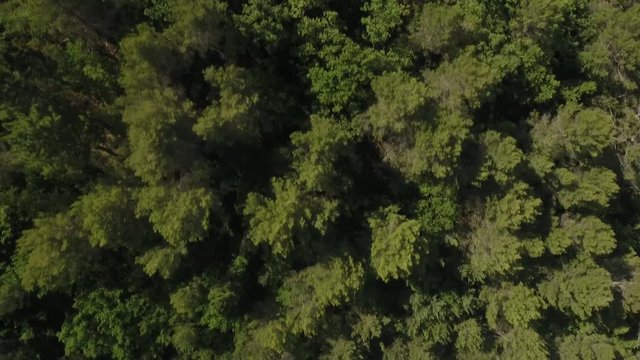 VUE AERIENNE D'UNE FORET PAR DRONE