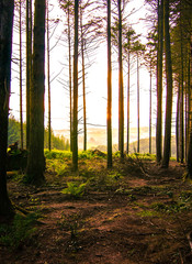 woodland lights