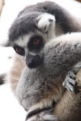 lemur 2