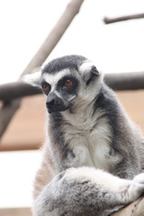 lemur 1
