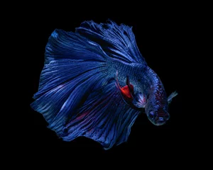 Foto op Canvas betta fish © AEyZRiO