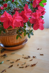 azalea flower in a pot
