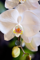 Naklejka na ściany i meble white orchid flower close up