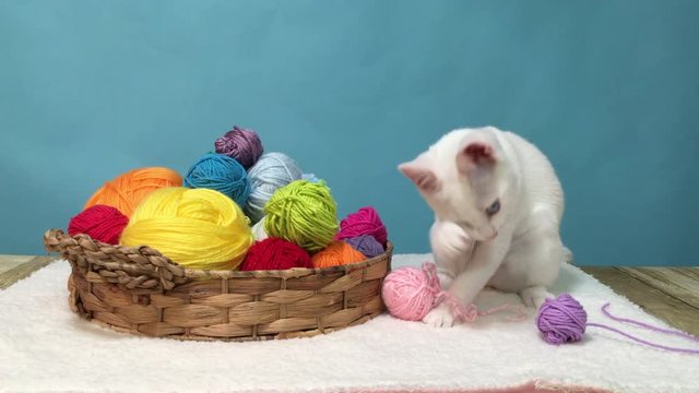 4K HD Video of a small white kitten with heterochromia, or odd-eyed, next to a brown basket with colorful balls of yarn, playing with yarn then looking at viewer. Blue background