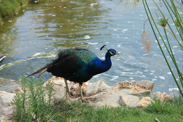 Paon bleu