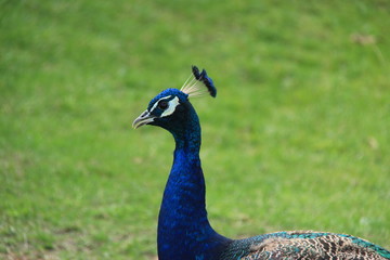 Obraz premium Paon bleu