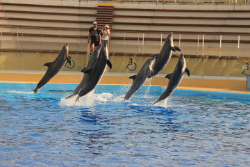 Dauphins