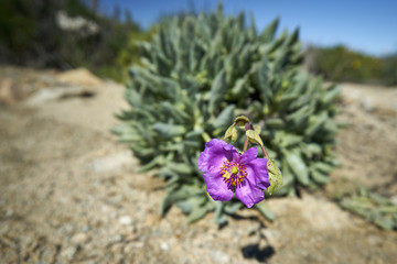 15-08-2017 Atacama Desert, Chile. Landscapes of the Flowering Desert. Flowers and colors conform...