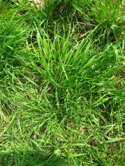 green grass