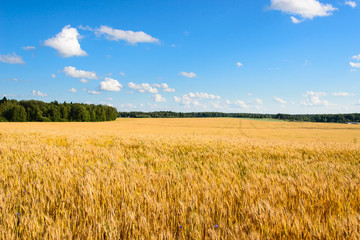 Landscape with a yellow field of ripe rye on a sunny day