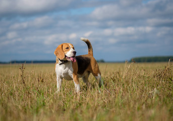 portrait of a Beagle on a walk in the field