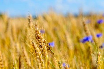 Spikes of ripe rye on the field on a sunny day