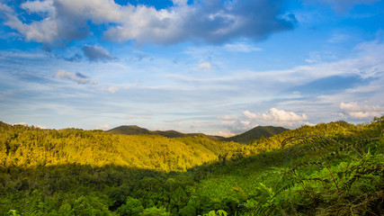 Tropical forest and the mountain background in Indonesia