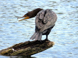 Toronto Lake angry cormorant 2017