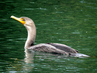 Toronto Lake cormorant swimming 2017