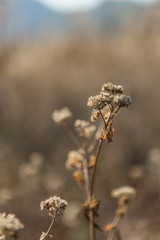 Dry flowers on the field in sunset, Fresh natural morning, flowers background