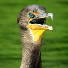 Toronto Lake portrait of cormorant 2017