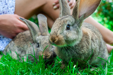 Beautiful girl with red hair on nature with a rabbit in her hands