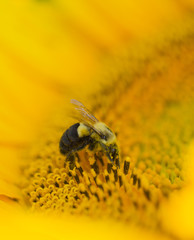 Macro Bee Pollen in Sunflower 2