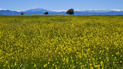 15-08-2017 Atacama Desert, Chile. Landscapes of the Flowering Desert. Flowers and colors conform this natural beauty, which surprises in the most arid desert in the world.