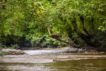 Fototapeta premium the river indonesia in jungles