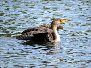 Toronto Lake the cormorant swimming with raised wings 2017