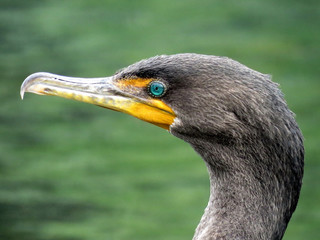 Toronto Lake the portrait of cormorant 2017
