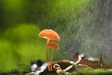 Rain is falling on orange mushrooms, Marasmius siccus or umbrella mushroom
