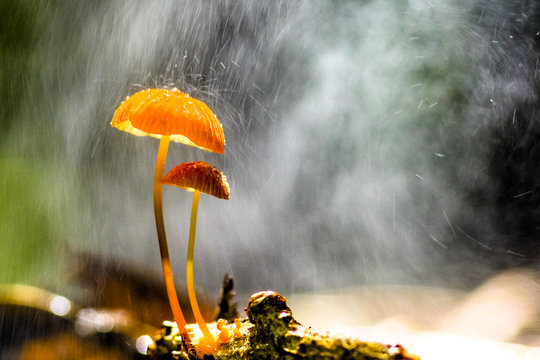 Rain is falling on orange mushrooms, Marasmius siccus or umbrella mushroom