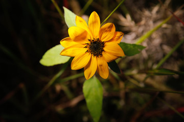 Sunflower in the summer garden at sunset