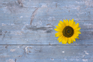 Sonnenblume vor weißem Hintergrund - 170871827
