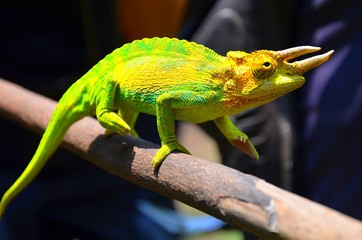 Portrait of jackson´s horned chameleon on branch watching at photograph.