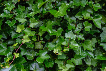 Green ivy leaves background