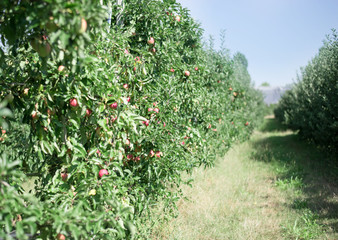 Fototapeta na wymiar Trees with ripe red apples in a farm's apple orchard.