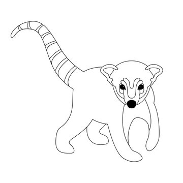 coati vector illustration  front side line drawing 