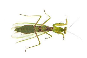 mantis on white isolated background