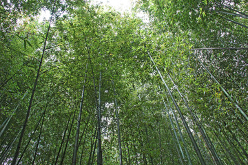 Fototapeta na wymiar Forêt de bambous