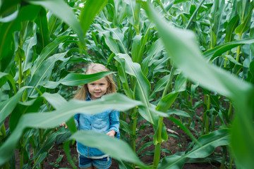 girl hides leaves of corn in field