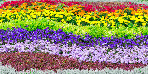 Fototapeta na wymiar Flowerbed in rainbow colors during a late summer day, from the Pride event earlier in the summer