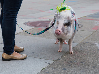 A young woman takes her pet pig for a walk through the streets of San Francisco on St. Patricks day