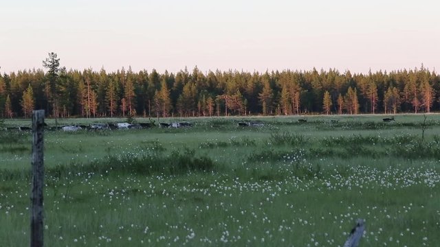 Porotokan vaellukselle, Lappi, Suomi, kes&auml;