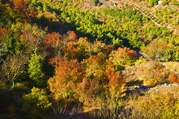 Autumn colors in trees. Spain