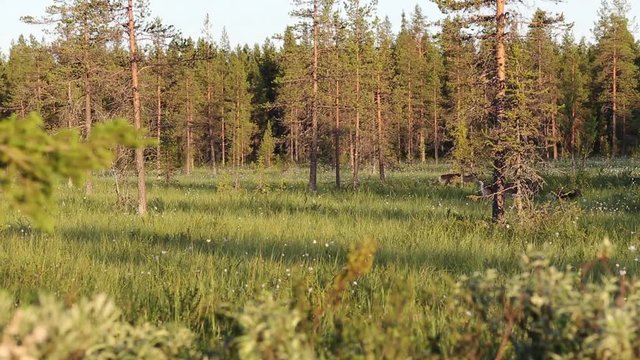 Porotokan vaellukselle, Lappi, Suomi, kes&auml;