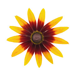 Rudbeckia flower head isolated on a white. Top view.